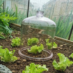 Glass Garden Cloche with Opening at Top