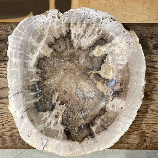 Petrified Bowl-Cream