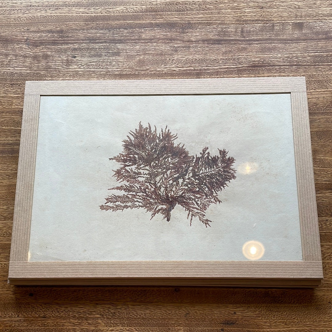 Mounted Algae Specimens on Board, 15 Available