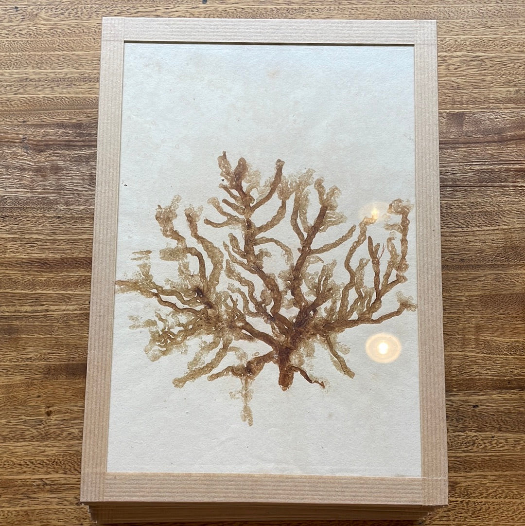 Mounted Algae Specimens on Board, 15 Available