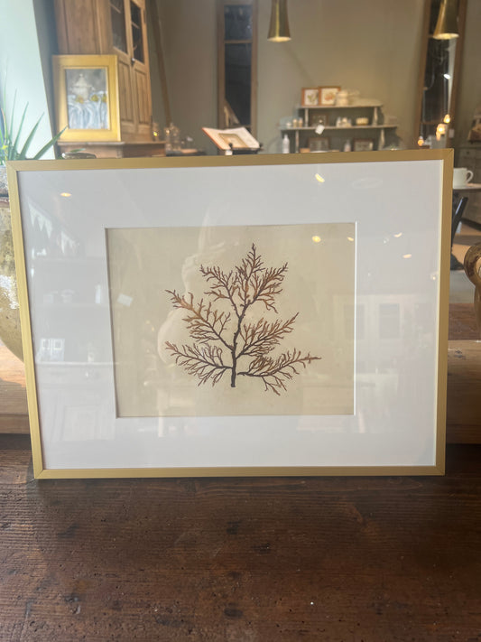 Pressed Algae in Gold Frame