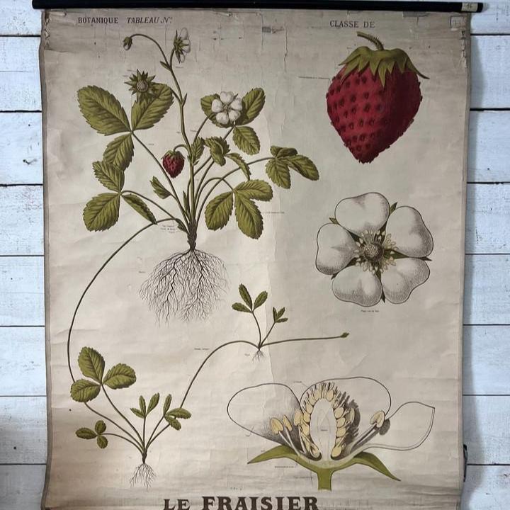 Deyrolle Poster - Teaching Poster for the Strawberry