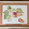 Watercolor with Pencil - 5 Old Frames with Peach Paper Matte - Fruits - Peaches and Strawberries