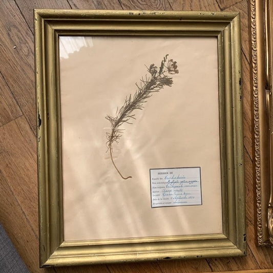 Framed Herbier #1