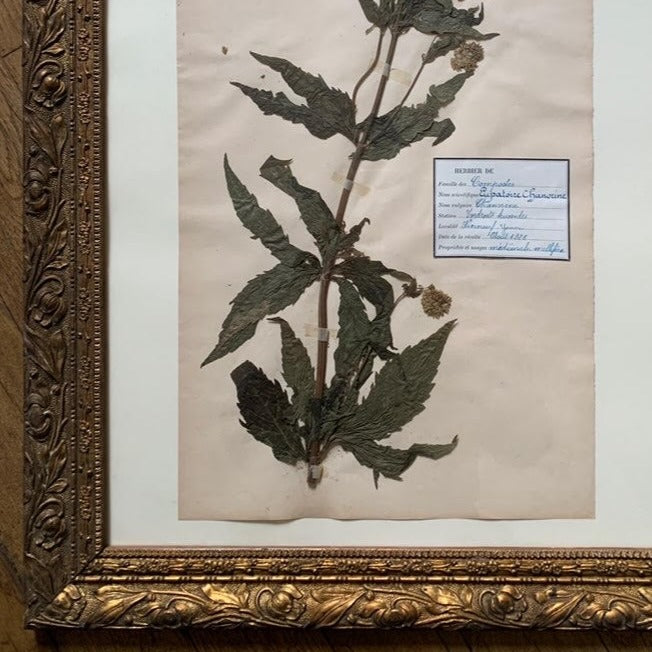 Framed Herbier #10