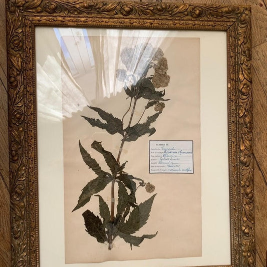 Framed Herbier #10