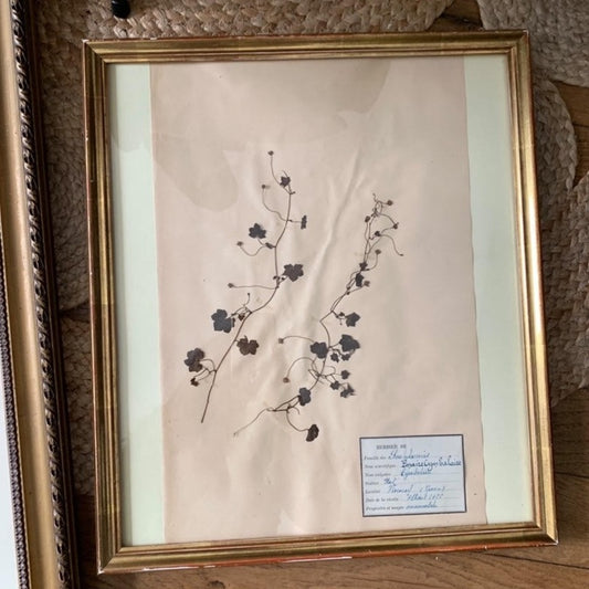 Framed Herbier #12