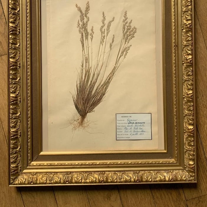 Framed Herbier #3