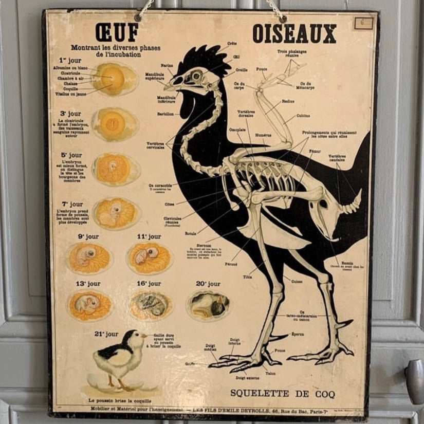 Teaching Chart of the Hen