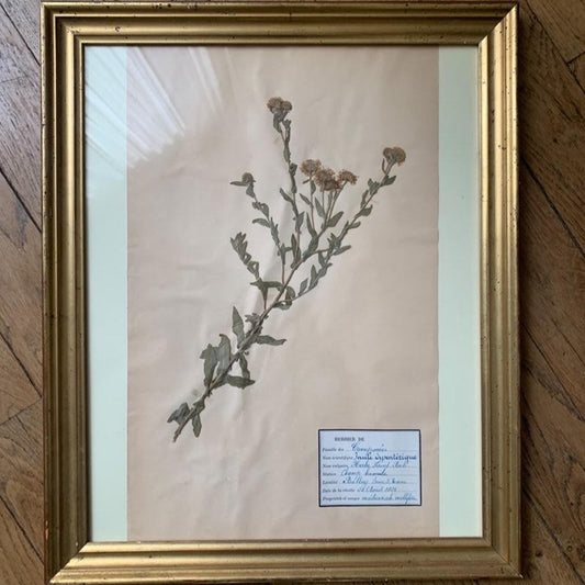 Framed Herbier #4