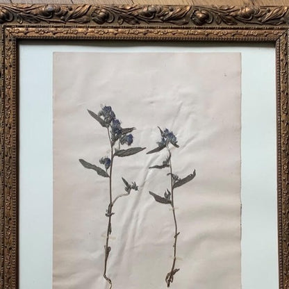 Framed Herbier #8