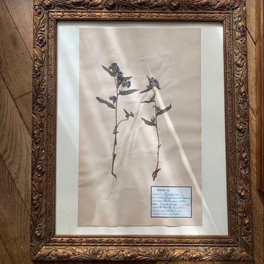 Framed Herbier #8