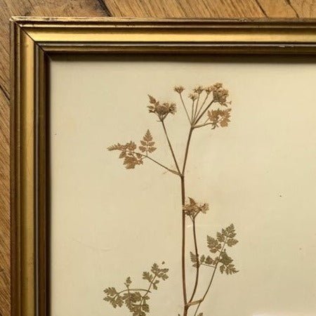 Framed Herbier #9