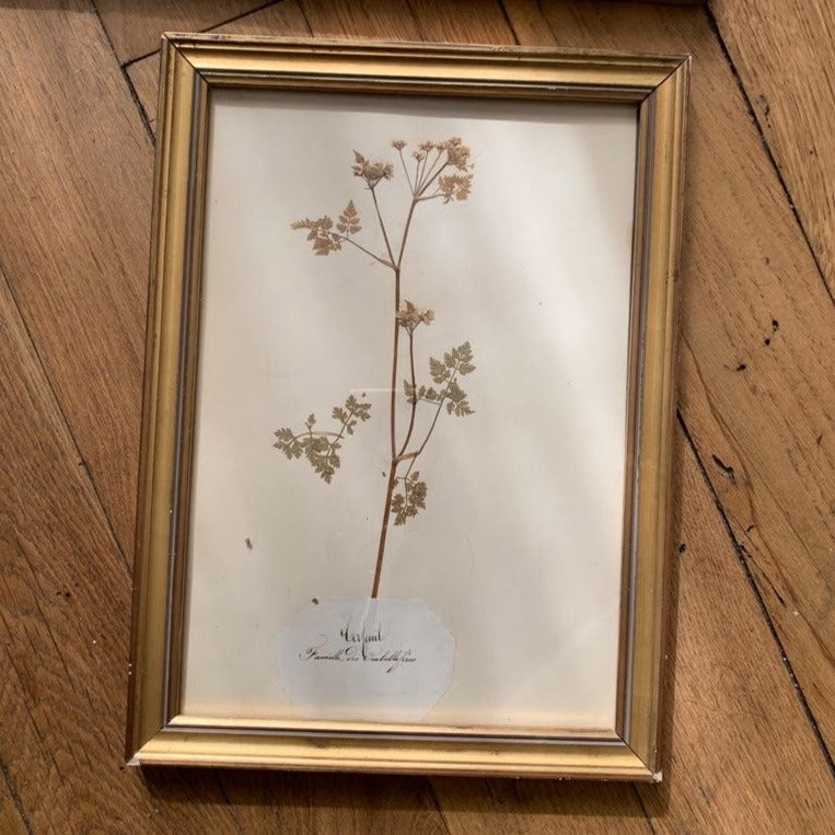 Framed Herbier #9