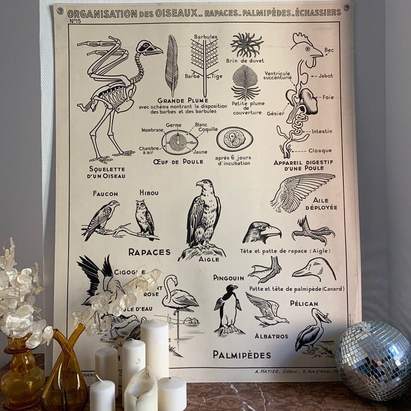 Bird Teaching Chart