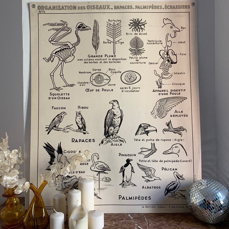 Bird Teaching Chart