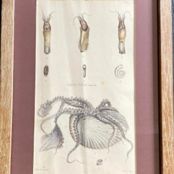 5 Framed Marine Mollusks Engravings