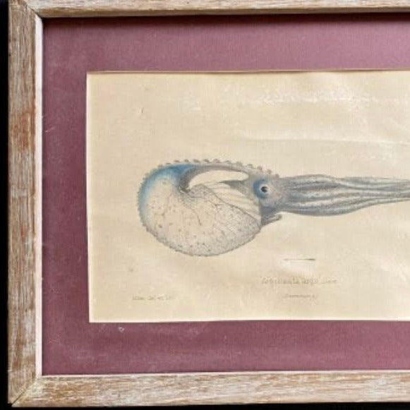 5 Framed Marine Mollusks Engravings