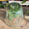 Glass Garden Cloche