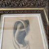 Framed Drawing of an Ear