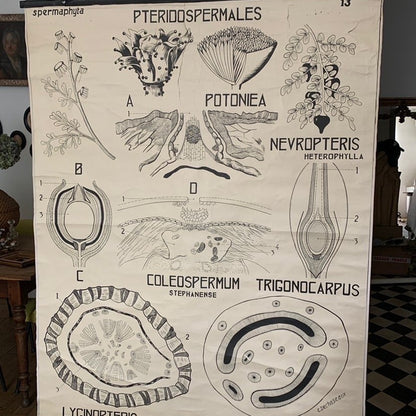 Teaching Charts Flowers