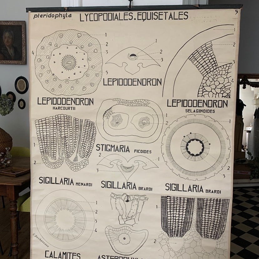 Teaching Charts Flowers