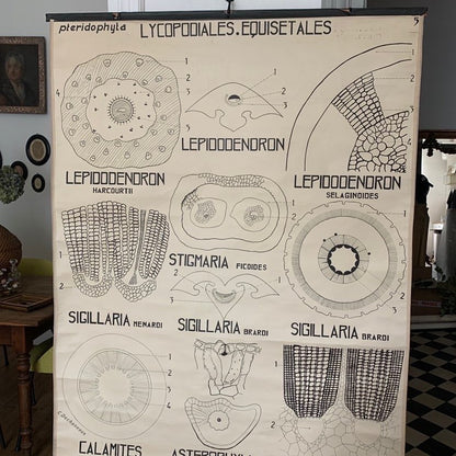 Teaching Charts Flowers