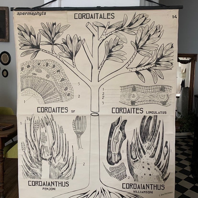 Teaching Charts Flowers