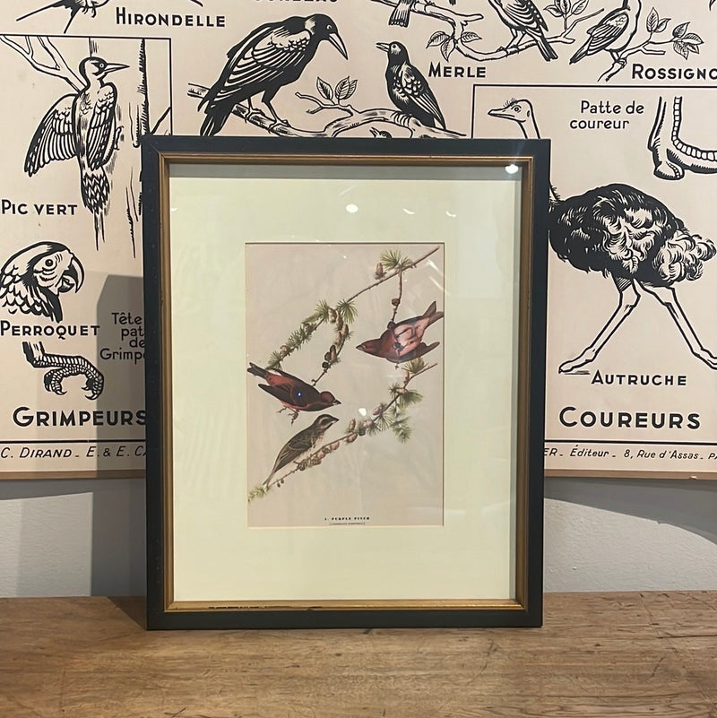 Framed Audubon Bird Lithograph
