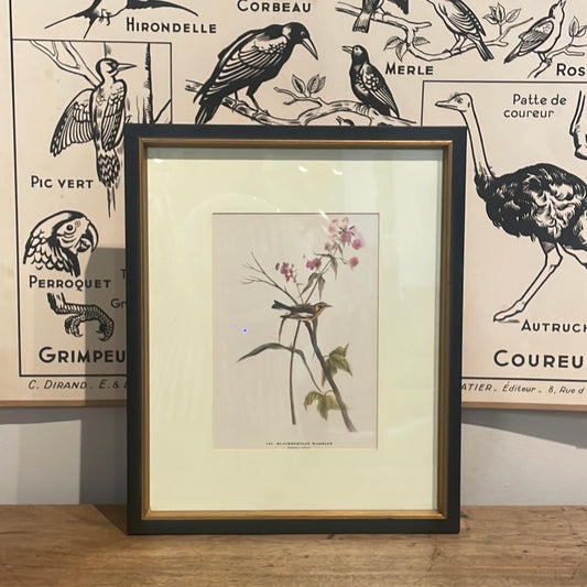 Framed Audubon Bird Lithograph