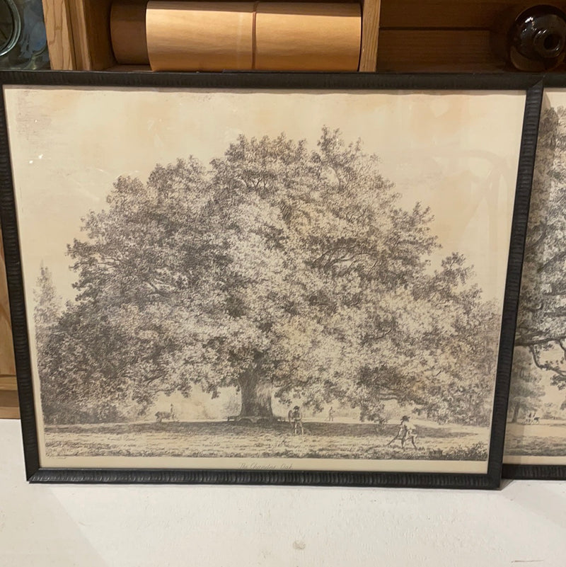 Tree Engravings in Black Frames